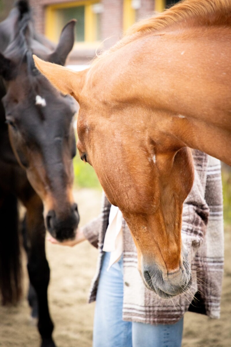 familieopstellingen met paarden