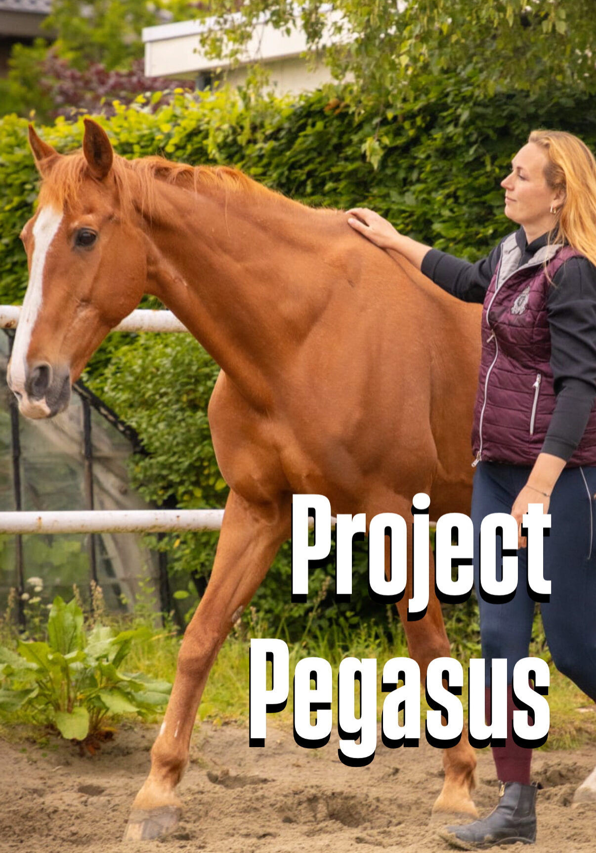 2025-project pegasus paardencoaching ondernemers den haag monster familieopstellingen systemisch