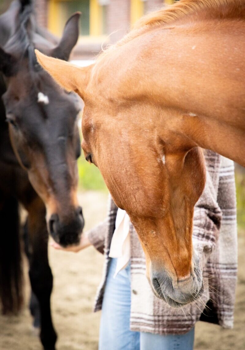 familieopstellingen met paarden