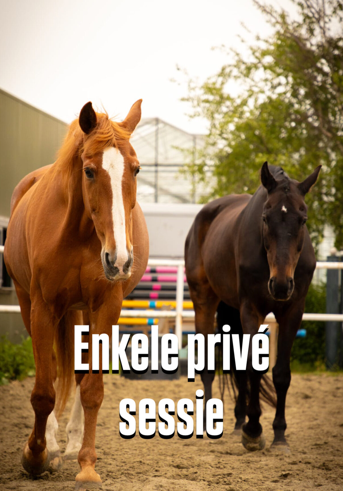 2025-prive sessie paardencoaching monster den haag