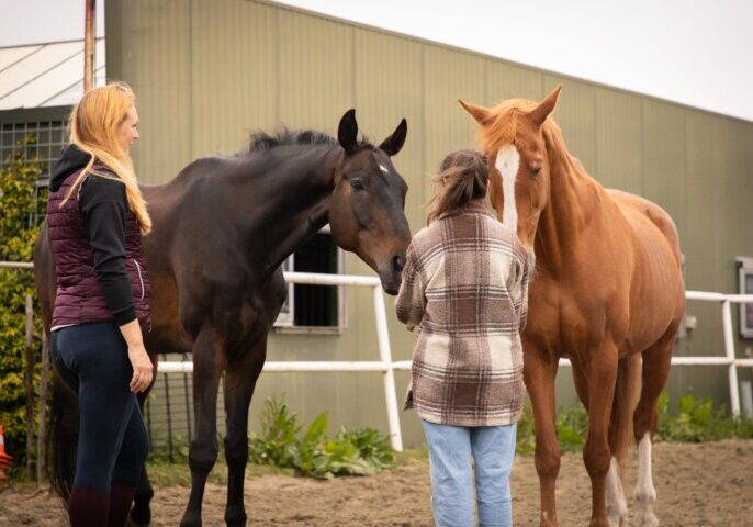 paardencoaching voor mensen die vastlopen in hun werk