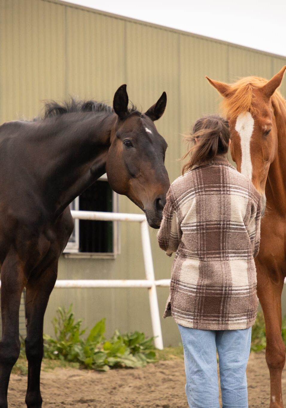 paardencoaching voor mensen die vastlopen in hun werk